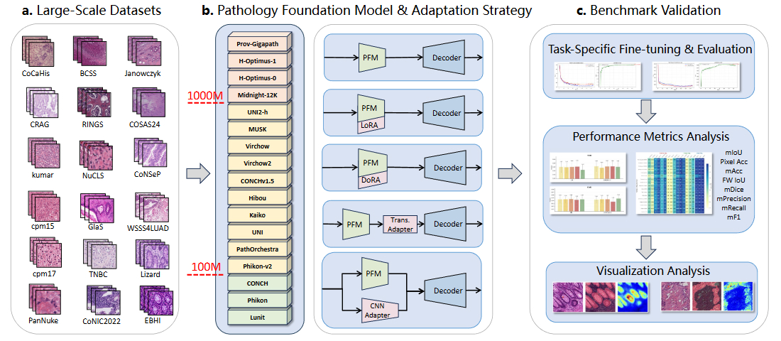To What Extent Do Token-Level Representations from Pathology Foundation Models Improve Dense Prediction? - Cover image
